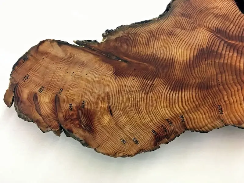 a photo of a section of a tree ring that is very elongated and has a lot of dark blobby spots, that are labelled with years.