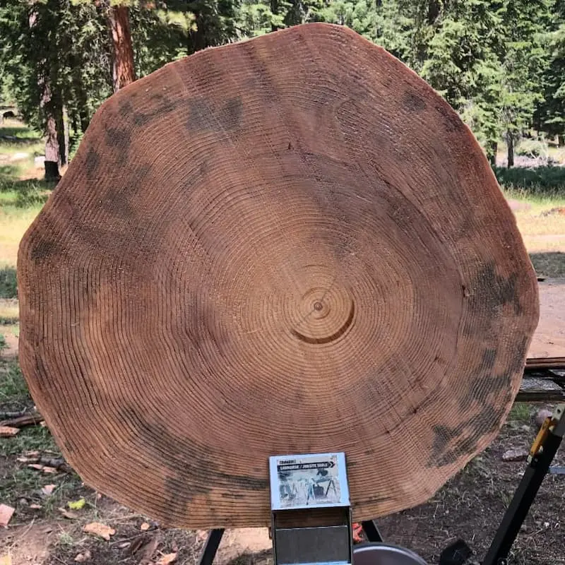 a photo of a bigger section of a tree ring
