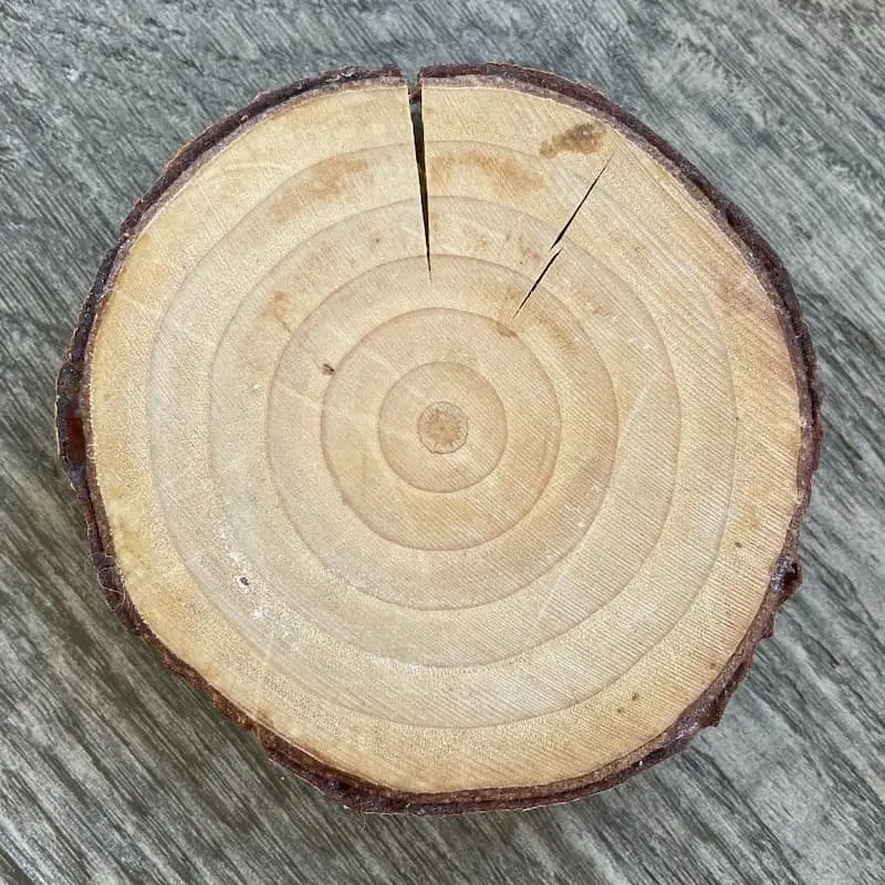 a photo of a small section of a tree ring